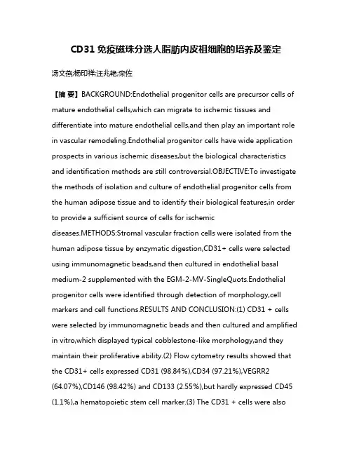 CD31免疫磁珠分选人脂肪内皮祖细胞的培养及鉴定