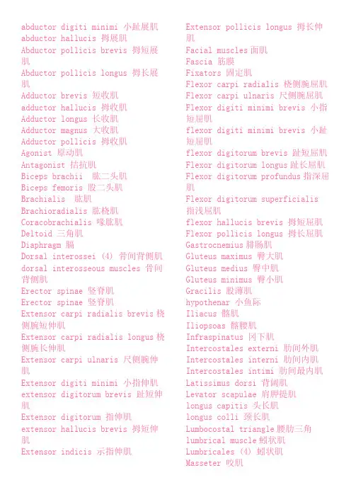 肌肉中英对照