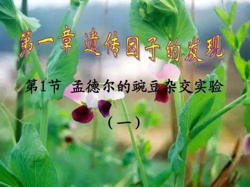 新课标孟德尔的豌豆杂交试验(一)