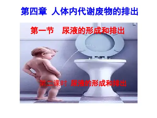济南版 七年级下册生物 第一节尿的形成和排出(第二课时