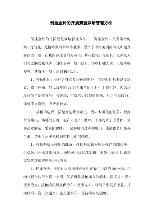 倒挂金钟的扦插繁殖栽培管理方法