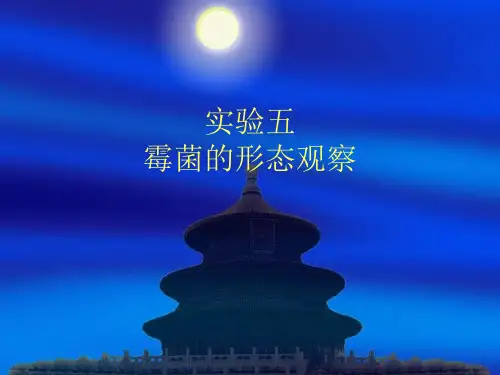 霉菌的形态观察