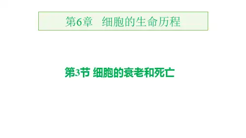 人教版高中生物必修第1册 第6章 第6章 第3节细胞的衰老和死亡