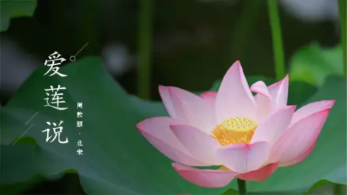 七年级语文下册第17课《短文两篇》(爱莲说教学课件部编版)