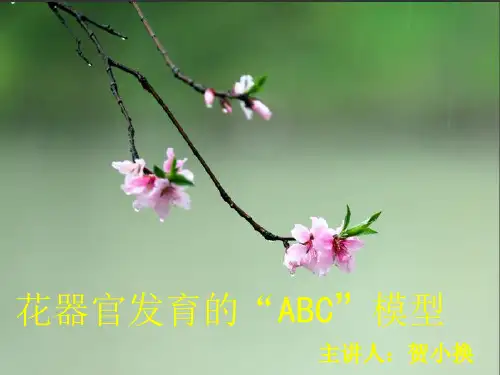 花器官发育的“ABC”模型PPT