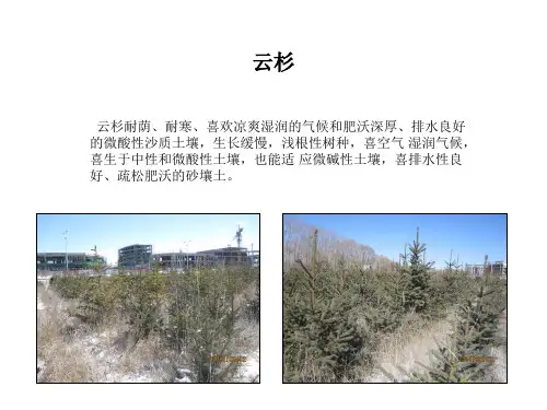 各种树木PPT