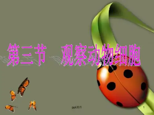 观察动物细胞  ppt课件