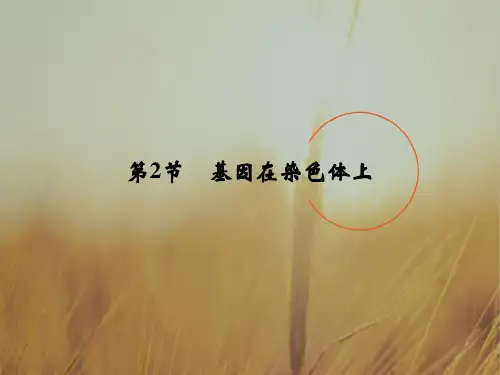 2018学年生物必修2广东专用课件：2-2基因在染色体上