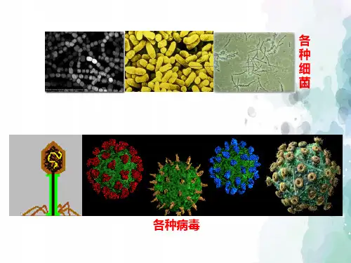 苏教版-生物-八年级下册-25.3免疫课件