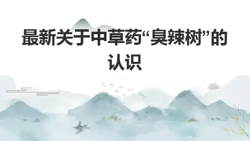 最新关于中草药“臭辣树”的认识