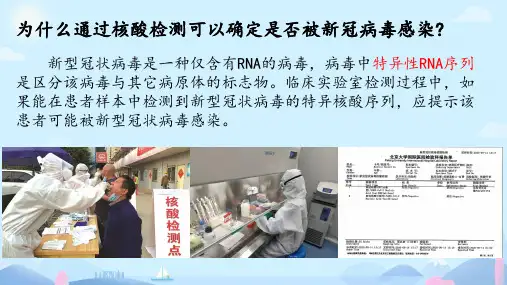 核酸是遗传信息的携带者课件(共20张PPT)人教版必修1