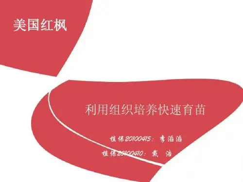 美国红枫