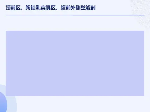 颈前区、胸锁乳突肌区、腹前外侧壁解剖