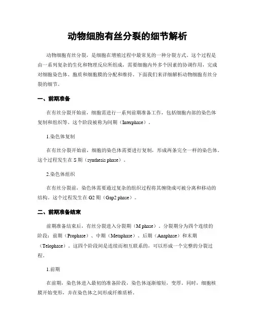 动物细胞有丝分裂的细节解析