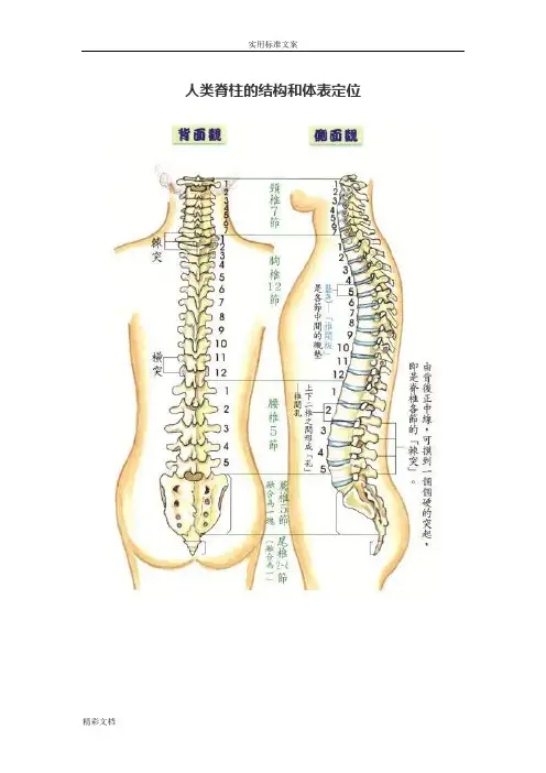 人类脊柱地结构和体表定位