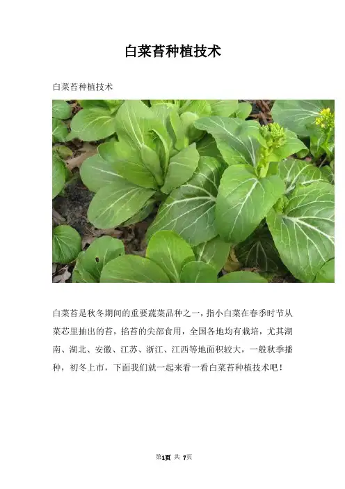 白菜苔种植技术