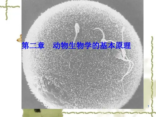 动物学基本原理ppt精选课件