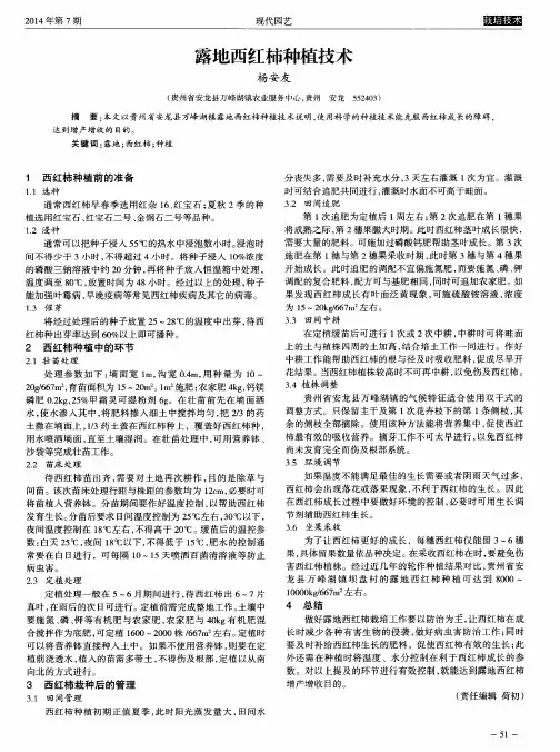 露地西红柿种植技术