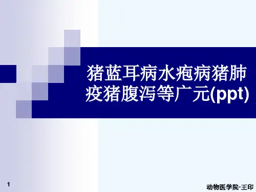 猪蓝耳病水疱病猪肺疫猪腹泻等广元(ppt)
