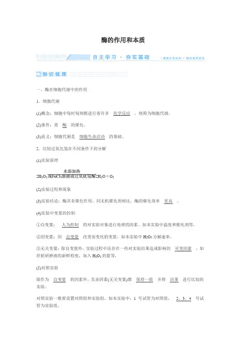 酶的作用和本质