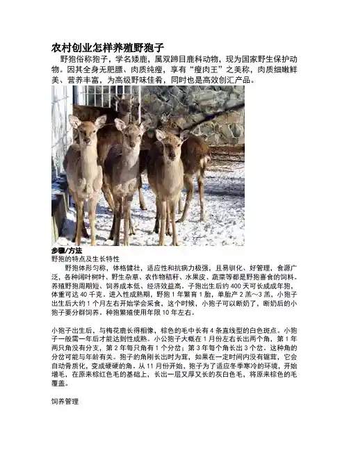 狍子