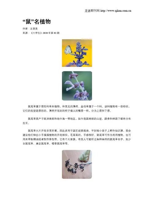 “鼠”名植物