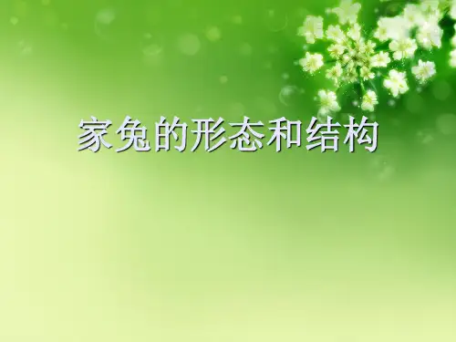 家兔的形态和结构优秀课件