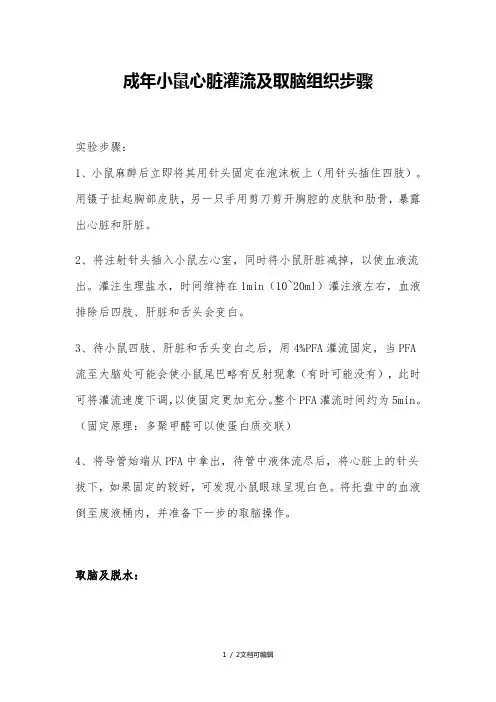 小鼠灌注取脑