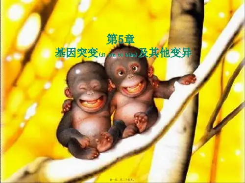 高中生物1基因突变和基因重组课件(1)高一生物课件