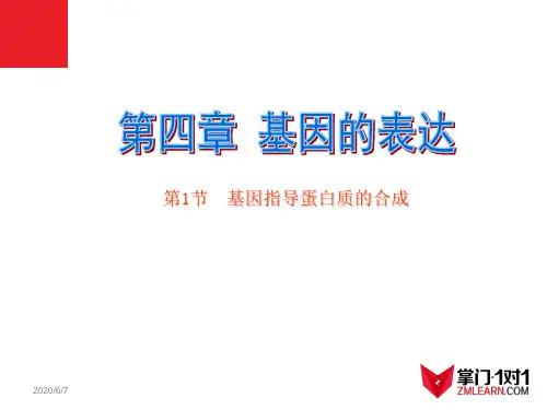 【人教版】高中生物必修二《 4.1 基因指导蛋白质的合成》课件