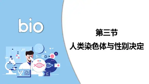 人类染色体与性状决定ppt课件