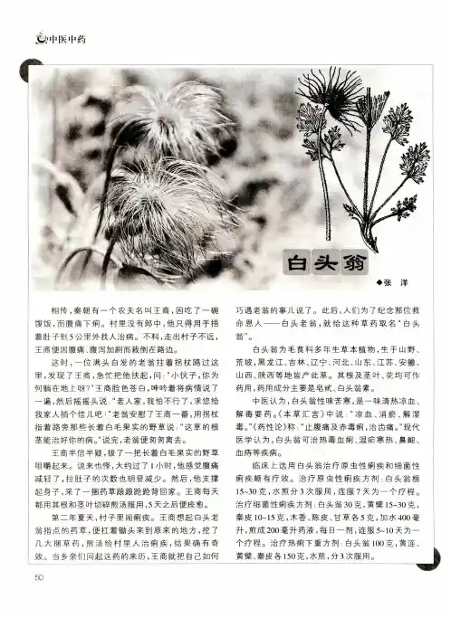 白头翁