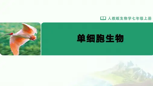 七年级-人教版(2024新版)-生物-上册-[课件]初中生物学-七年级上册-第三章第四节-单细胞生物