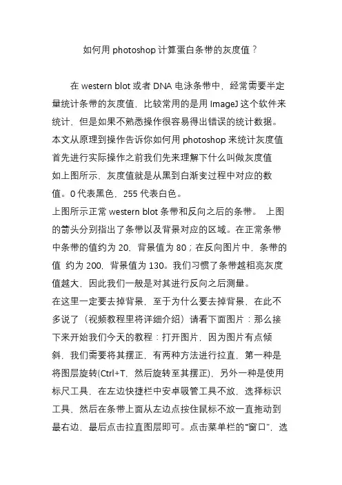 如何用photoshop计算蛋白条带的灰度值
