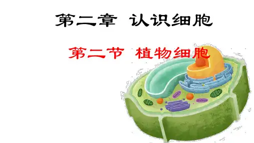 人教版生物七年级上册1.2.2《植物细胞》课件