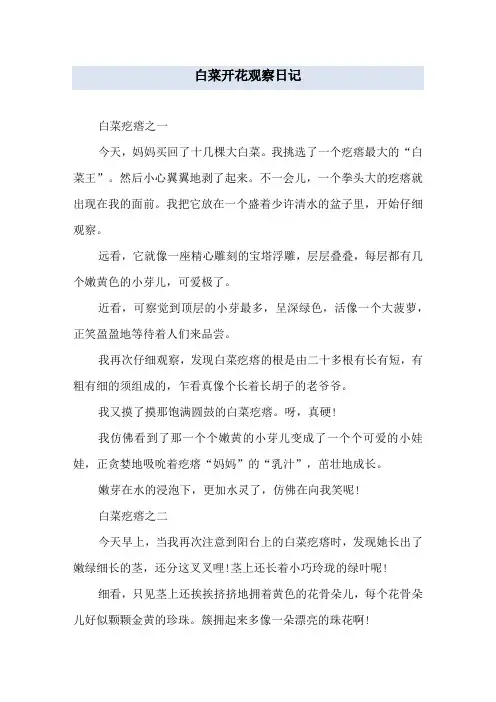 白菜开花观察日记