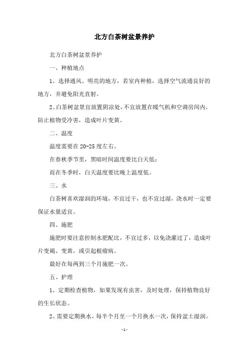 北方白茶树盆景养护