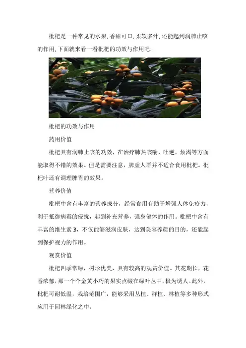 枇杷的功效与作用