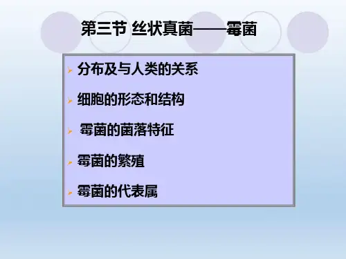丝状真菌霉菌