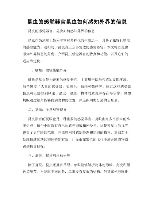 昆虫的感觉器官昆虫如何感知外界的信息