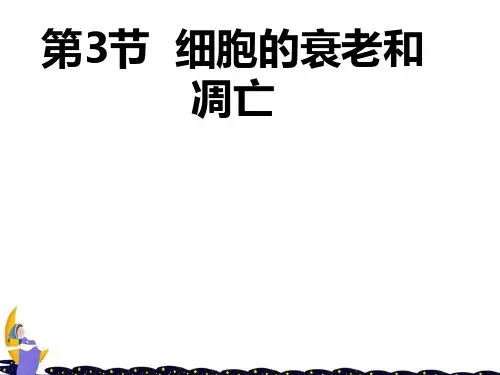 人教版高中生物必修1第六章 第三节《细胞的衰老和凋亡》ppt课件