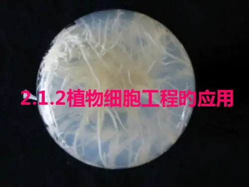 17_植物细胞工程的实际应用