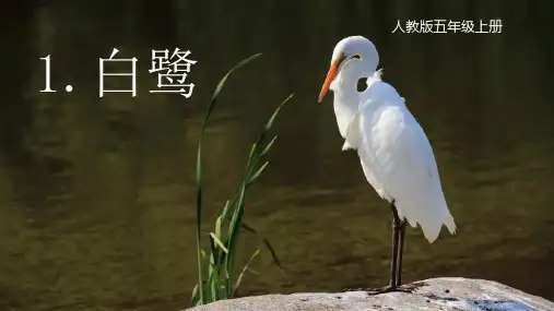 统编版五年级语文上册1《白鹭》教学课件(共22张PPT)