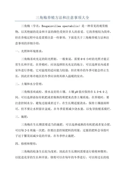 三角梅养殖方法和注意事项大全