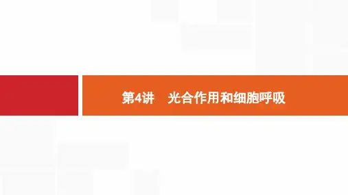 高考生物二轮专题：2.4《光合作用和细胞呼吸》ppt课件
