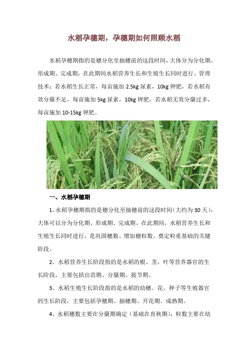 水稻孕穗期,孕穗期如何照顾水稻