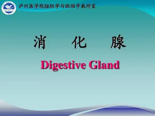 消化腺