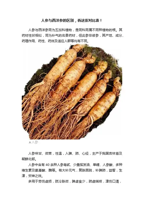 人参与西洋参的区别，看这张对比表！