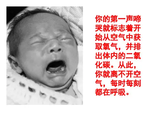 新人教版七年级生物下册第三章第一节 呼吸道对空气的处理精品课件