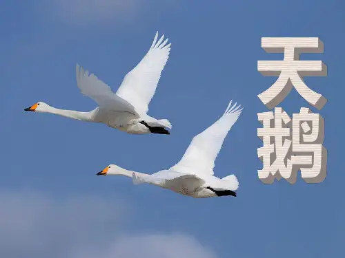 《天鹅》 ppt优秀课件